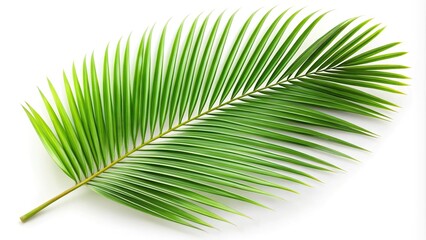 Obraz premium Coconut palm leaf isolated on white background with shallow depth of field