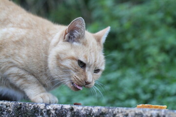 ginger cat outdoors with green plants garden