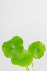 Close up gotu kola (centella asiatica) green leaf isolated on white background