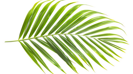 Obraz premium beautiful green palm leaf isolated on white background ,Yellow palm leaves or Golden cane palm, Areca palm leaves, Tropical foliage isolated on white background