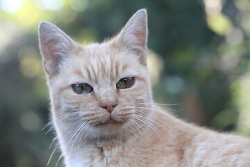 Obraz premium ginger cat outdoors with green plants garden