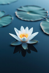 white water lily