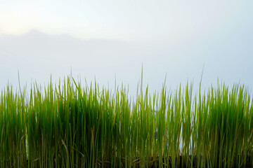 green grass in the morning