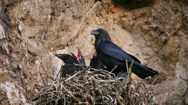 Common raven (Corvus corax) feeding chicks in nest on rock