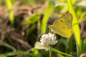 夏の午後、西日に照らされシロツメグサにとまるモンキチョウ