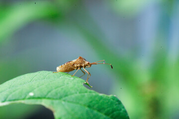 stink bugs when seen from the side perched on green leaves