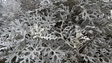 Senecio cineraria pianta