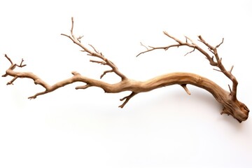 Fototapeta premium Bark tree driftwood branch antler.