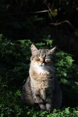 Obraz premium tabby and white cat outdoors with green plants garden in street cars