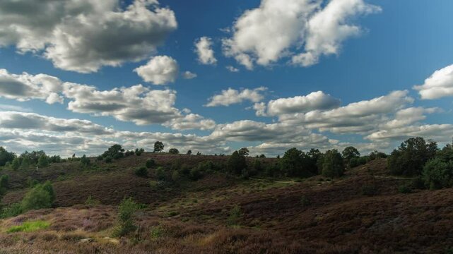Time lapse of Dutch national park Veluwezoom at the Posbank with blooming heath in Rheden, The Netherlands