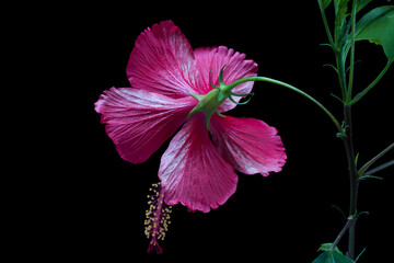 Fototapeta premium Red hibiscus flower (Hibiscus rosa-sinensis) on black background