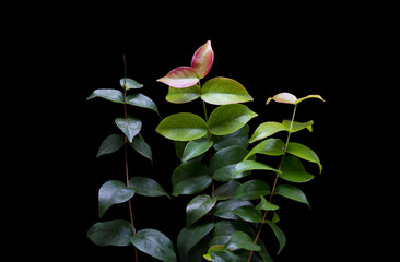 Red-tip photinia or Dewandaru leaves with new shoots and green leaves in black background. 