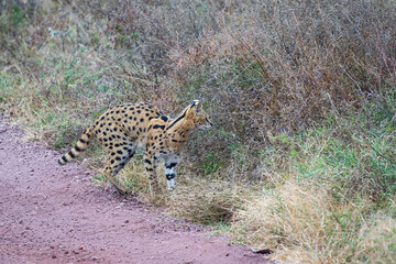 Photo of a serval cat in the Ngorongoro conservation area in Tanzania, Africa