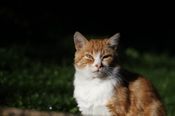 ginger cat outdoors with green plants garden