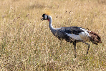 Obraz premium Photo of an African crowned crane from the Ngorongoro Crater in Tanzania, Africa
