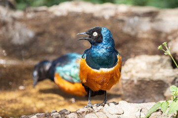 Photo of a superb starling in Serengeti National Park in Tanzania, Africa