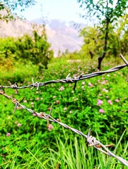 Closeup image of the barbed wires fence with green garden in background, concept of Freedom beyond hardness, Space for the Text 