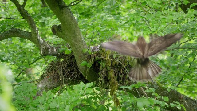 Common buzzard (Buteo buteo) feeding chicks in nest