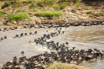 Photo of the wildebeests crossing the Mara River during their annual migration in Serengeti national park in Tanzania