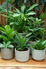 Obraz premium basil plant in a pot