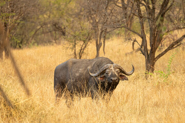 Obraz premium Serengeti Photo of a cape buffalo in Serengeti national park in Tanzania, Africa