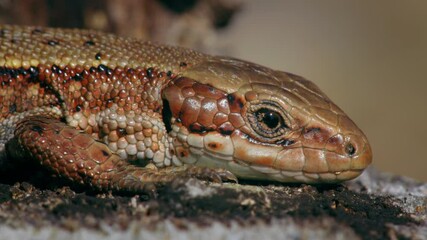 Viviparous lizard (Zootoca vivipara), reptile eye blinking