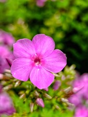 Pink phlox in the garden. Small pink flowers have grown and blossomed on a long green stem in the garden