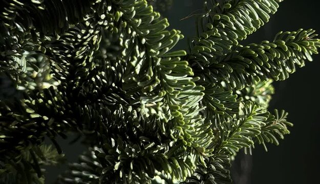 Closeup video of Nobilis branches with shiny bokeh on background.Christmas concept.