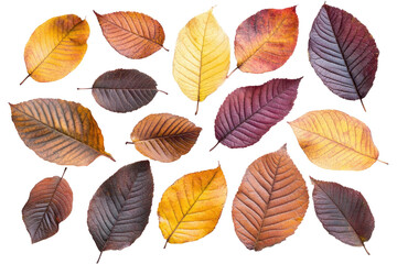 Obraz premium Autumn Leaves Display, vibrant orange and yellow foliage showcasing the beauty of fall, isolated against a clean white backdrop