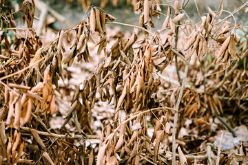 Dry leaves from a large felled tree branch, showcasing nature's cycle of life and decay