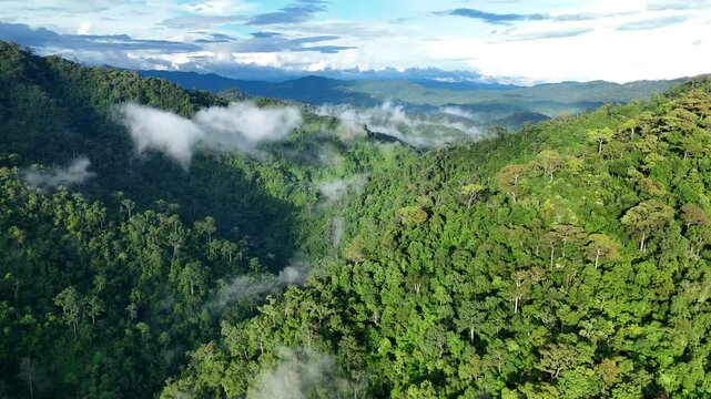 Aerial drone shot over primary Jungle tropical rain forest in Nan, Thailand. Aerial view, moving over a rainforest tree canopy in a slow pace beautiful green nature background of a tropical forest.