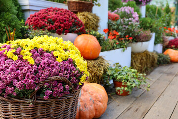 Ripe pumpkins and chrysanthemum flowers, festive decorations. Autumn harvest, thanksgiving day concept