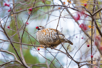 Hazel grouse (Tetrastes bonasia) feeds on red berries on a wild apple tree in autumn forest.
