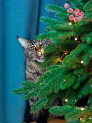 Maine coon cat gnawing branch on a christmas tree