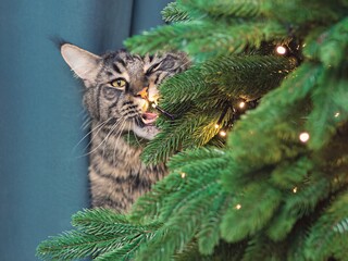 Maine coon cat gnawing branch on a christmas tree