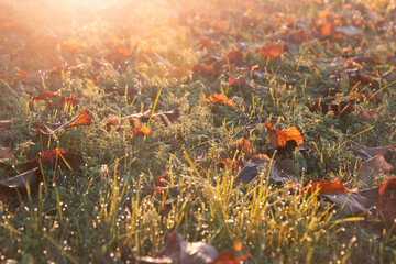 Controluce all'alba, Prato autunnale, Armonia di colori, Giochi di luce mattutina, Sfondo autunnale, Rugiada autunnale, I colori dell'autunno
