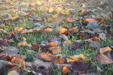 Foglie cadute a terra, Prato autunnale, Armonia di colori, Giochi di luce mattutina, Sfondo autunnale, Rugiada