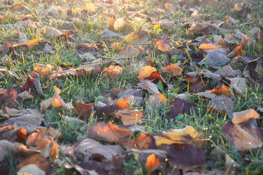 Foglie cadute a terra, Prato autunnale, Armonia di colori, Giochi di luce mattutina, Sfondo autunnale, Rugiada
