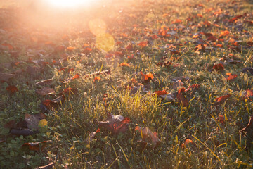 Prato autunnale, Armonia di colori, Giochi di luce mattutina, Sfondo autunnale, Rugiada
