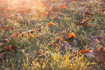 Controluce all'alba, Prato autunnale, Armonia di colori, Giochi di luce mattutina, Sfondo autunnale, Rugiada