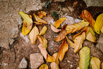 Dry leaves scattered on the ground, showcasing the beauty of autumn or nature's cycle