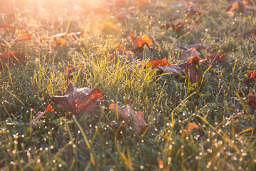 Giochi di luce mattutina, Prato autunnale, Sfondo autunnale, Sogno d'alba, Baci di rugiada