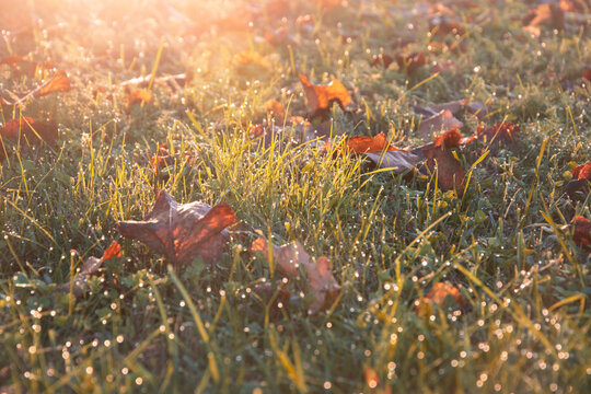 Giochi di luce mattutina, Prato autunnale, Sfondo autunnale, Sogno d'alba, Baci di rugiada