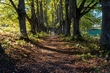 Tranquil pathway through a tree-lined forest in autumn sunlight