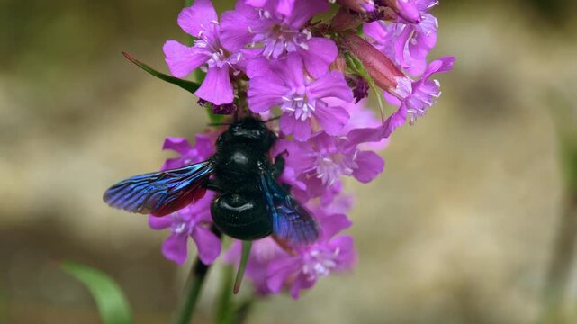 Violet carpenter bee (Xylocopa violacea) pollinating the sticky catchfly