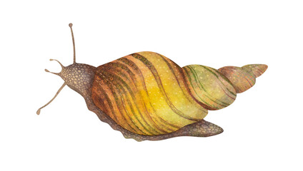 Watercolor garden snail realistic illustration. Hand drawn mollusks with conical shell. A golden brown snail. An invertebrate. A slow animal. Watercolor illustration on a white background