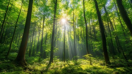 The view of the forest with tall green trees and sunlight streaming through the canopy creates a peaceful and pleasant atmosphere.