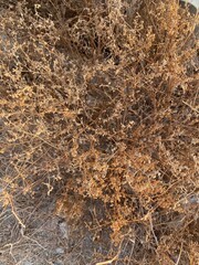 Texture of the ground