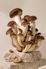 Fresh raw brown poplar mushrooms or velvet pioppini mushrooms on beige stones closeup