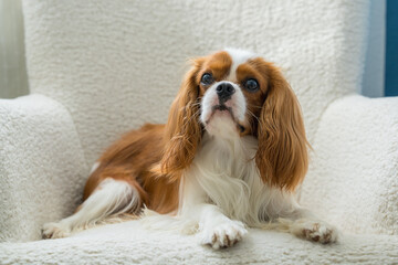 Cavalier King Charles Spaniel dog sits on white chair home. Silky hair of doggy stands out against background of light colored furniture. Pet grooming concept.